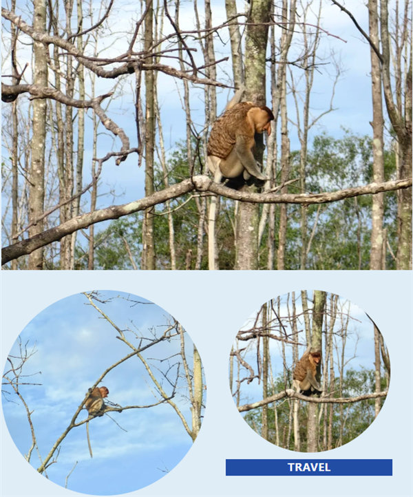 風(fēng)雨兼程二十載，馬來(lái)之旅續(xù)新篇——2024年博皓沙巴風(fēng)情之旅     -4